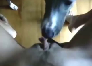 POV pleasure session with a dog licker slut