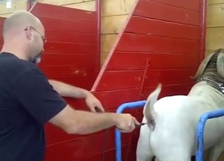 Boar gets probed in a zoo XXX scene with teasing