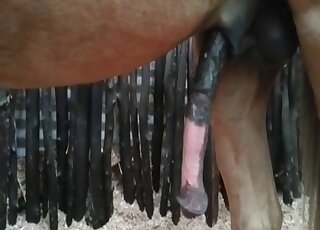 Big-dicked horse fucking a girl - 여성 수간 섹스 