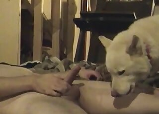 Dude jerks off in front of his pooch